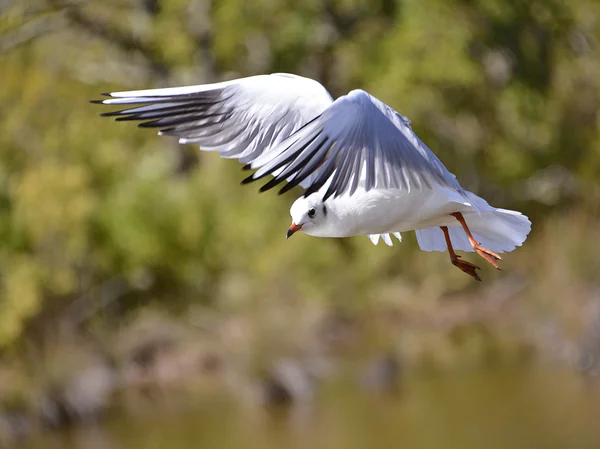 Mouette à tête noire en vol — Photo