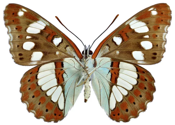 Borboleta isolada do Almirante Branco do Sul — Fotografia de Stock