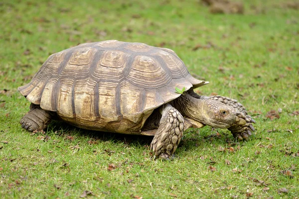 African spurred tortoise on grass — Stock Photo, Image