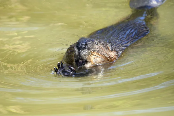 Nord America Beaver nuoto — Foto Stock