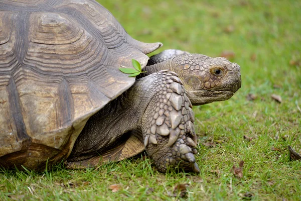 African spurred tortoise on grass — Stock Photo, Image