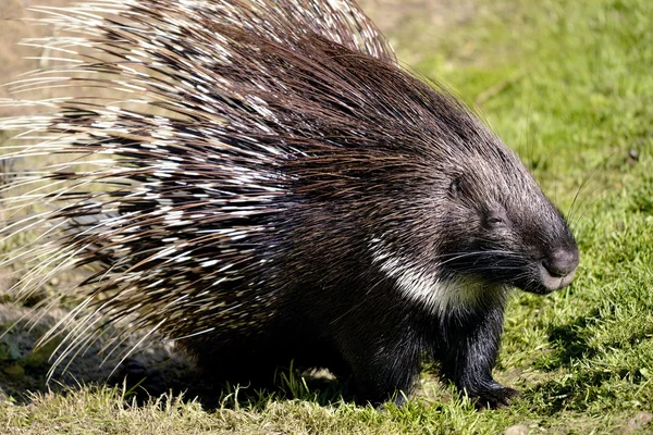 Indiano Crested Porcupine na grama — Fotografia de Stock