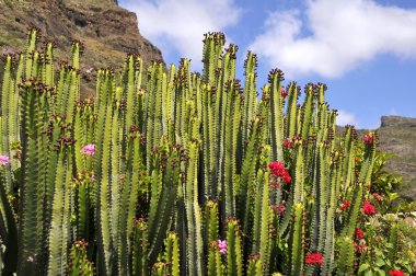 Tenerife, Kanarya Adaları Spurge