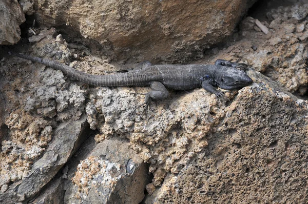 Lézard dans un rocher — Photo