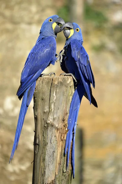 Two Hyacinth macaws — Stock Photo, Image