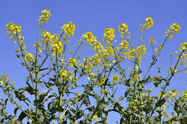 Raps blommor — Stockfoto