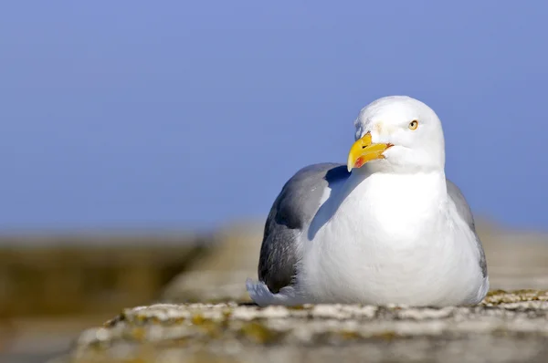 Herring gull lying on wall — Stock Photo, Image