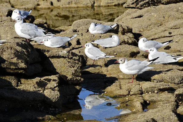 Black-headed Gulls on rock — Stock Photo, Image