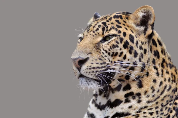 Isolated portrait of Leopard — Stock Photo, Image