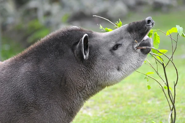 Portrait of south American tapir — Stock Photo, Image