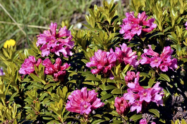 在法国的阿尔卑斯山的特写 alpenrose 花 — 图库照片