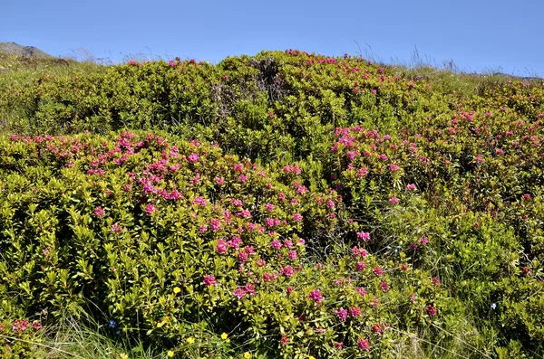 Fleur d'alpenrose dans les Alpes françaises — Photo