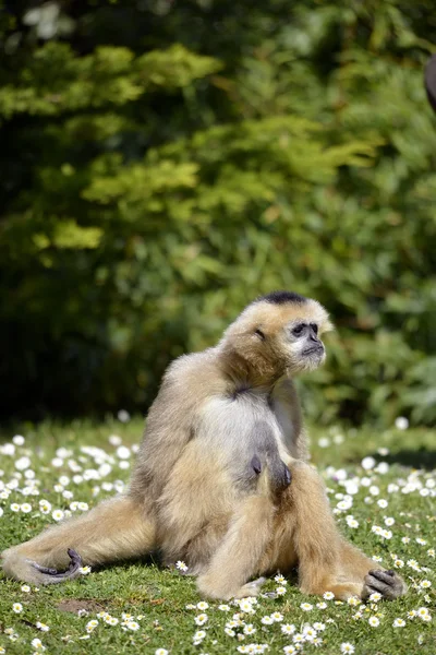 Lar gibbon sentado en la hierba —  Fotos de Stock