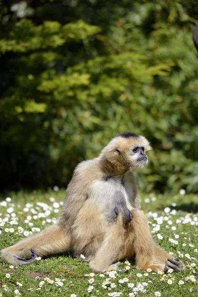 Lar gibbon assis sur l'herbe — Photo