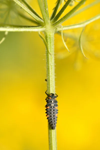 Larva di coccinella sul gambo — Foto Stock