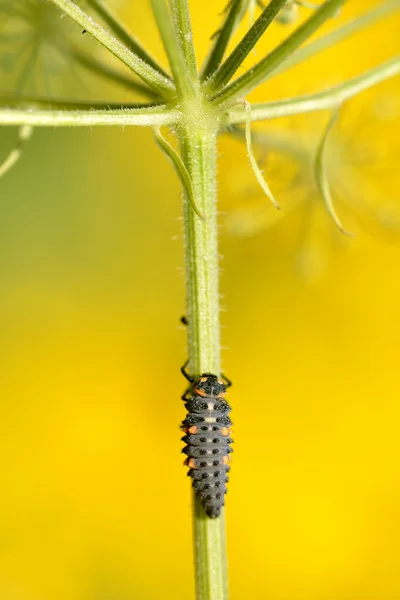 Beruška larva na stonku — Stock fotografie