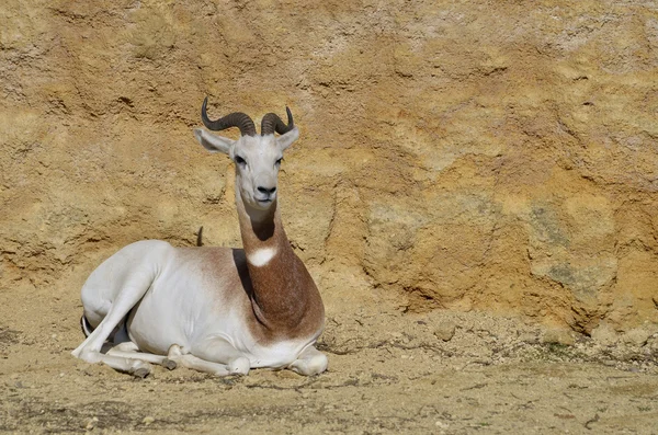 Dama gazelle sdraiata a terra — Foto Stock