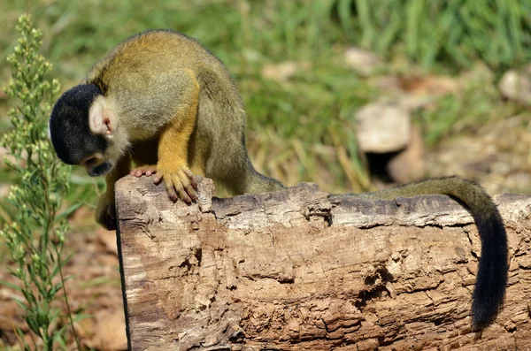 Macaco Esquilo no tronco — Fotografia de Stock