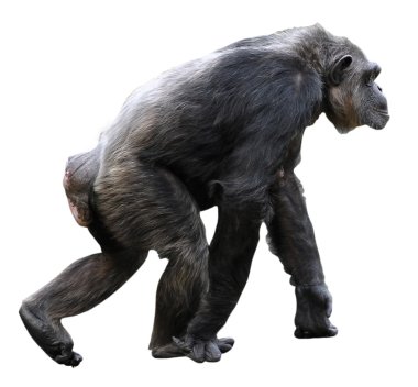 Isolated Chimpanzee walking clipart