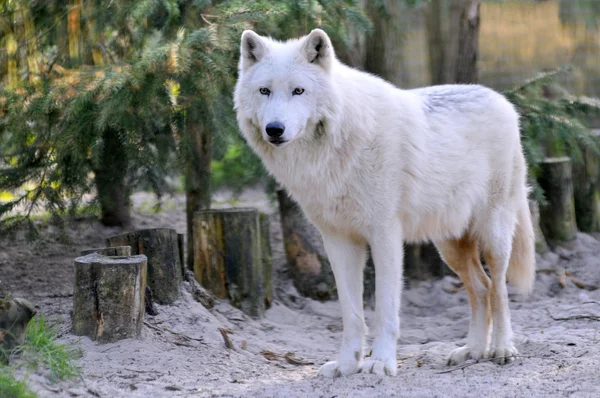 Lobo ártico en el bosque — Foto de Stock