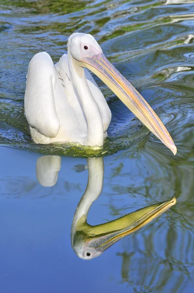 Pelícano blanco en el agua — Foto de Stock