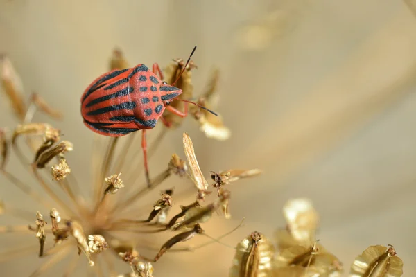 Bug na planta — Fotografia de Stock