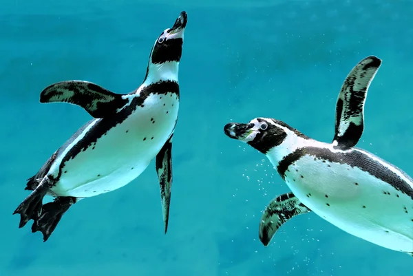Su altında iki Humboldt penguenler