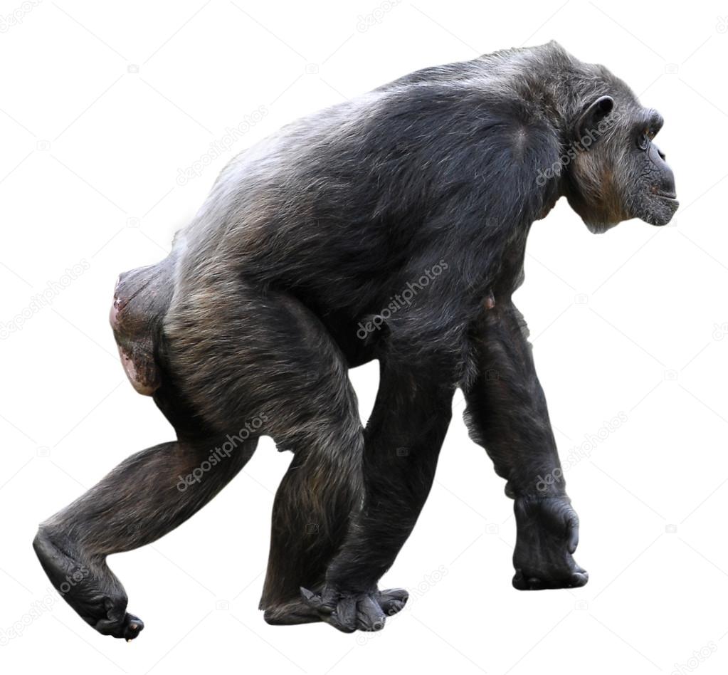 Isolated Chimpanzee walking