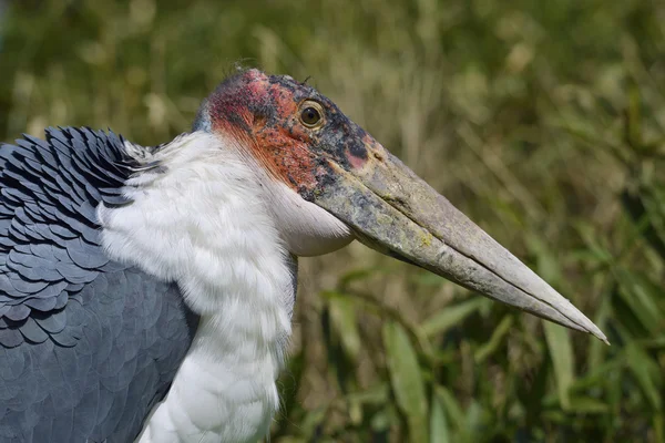Portrait marabou stork — Stock Photo, Image