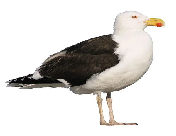 Isolated Great Black-backed Gull — Stock Photo, Image