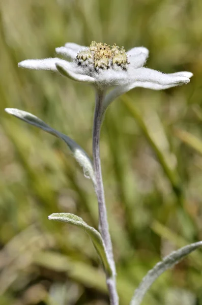 Edelweiss alpblomman — Stockfoto