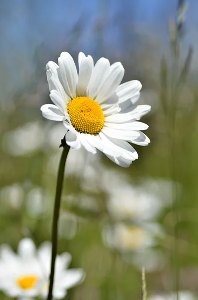 Closeup of daisy Alps — Stock Photo, Image