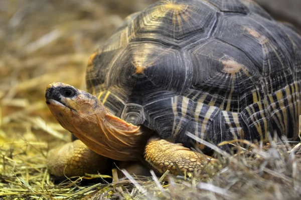 Closeup radiated tortoise — Stock Photo, Image