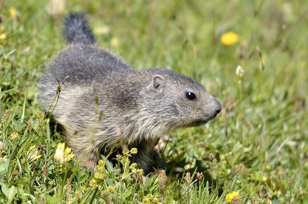 Jeune marmotte alpine dans l'herbe — Photo