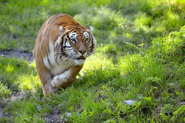 Tigris a fű — Stock Fotó