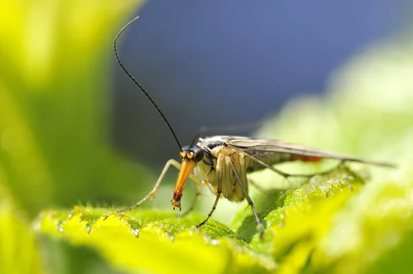 Macro de escorpião voar na folha — Fotografia de Stock