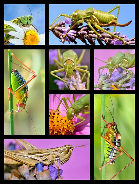Mozaika fotografií kobylky — Stock fotografie