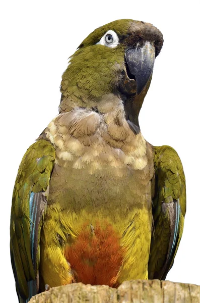 Retrato isolado Papagaio Burrowing — Fotografia de Stock
