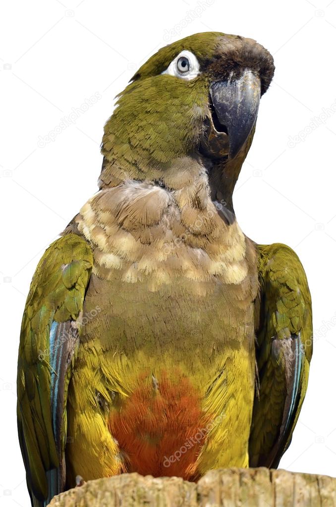 Isolated portrait Burrowing Parrot