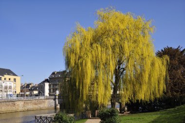Le Mans, Riverside'da ağlayan söğüt