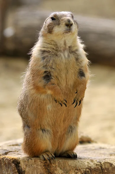 Black-tailed Prairie Dog standing