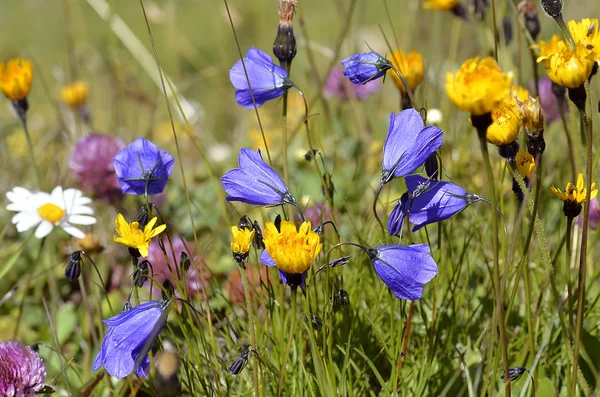 Fiori delle Alpi Francese — Foto Stock