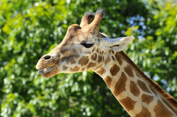 Retrato de uma girafa mostrando seus dentes — Fotografia de Stock