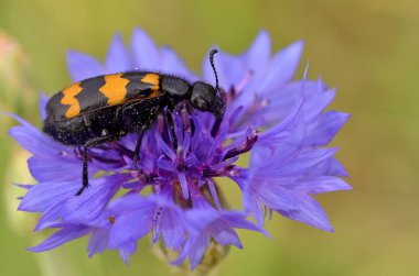 Makro mylabris böceği çiçek