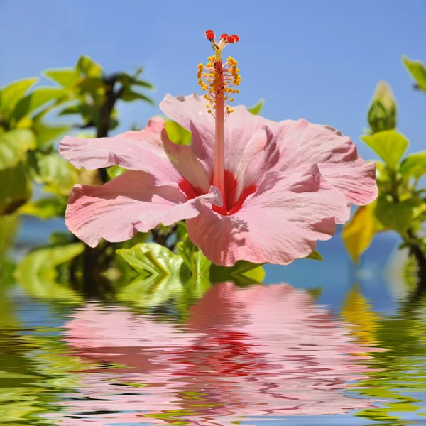 Pink hibiscus flower above the water — Stock Photo, Image