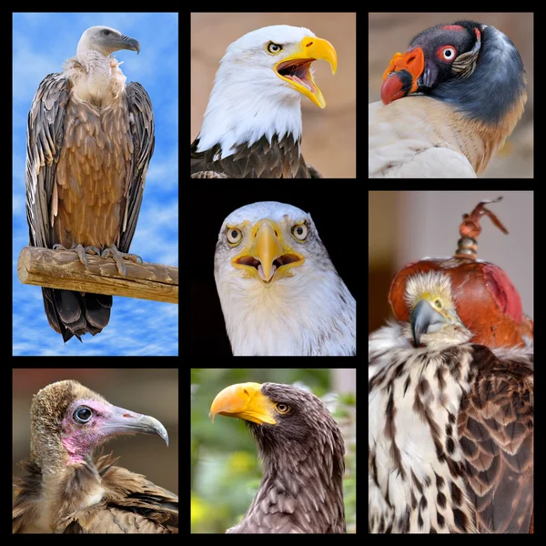 Mosaico fotos aves de rapina Fotografias De Stock Royalty-Free