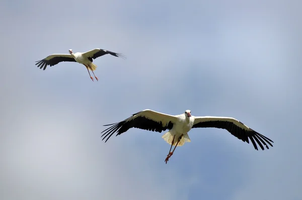 Deux cigognes blanches à la mouche — Photo