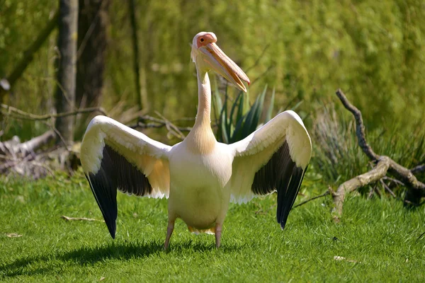 White pelican on grass — Stock Photo, Image