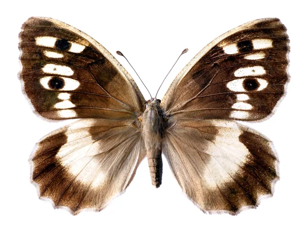Papillon ermite isolé — Photo