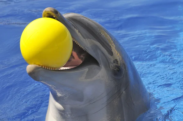 Portrait dolphin with a ball in the mouth — Stock Photo, Image